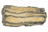 Mammoth Molar Slice with Case - South Carolina #193862-1